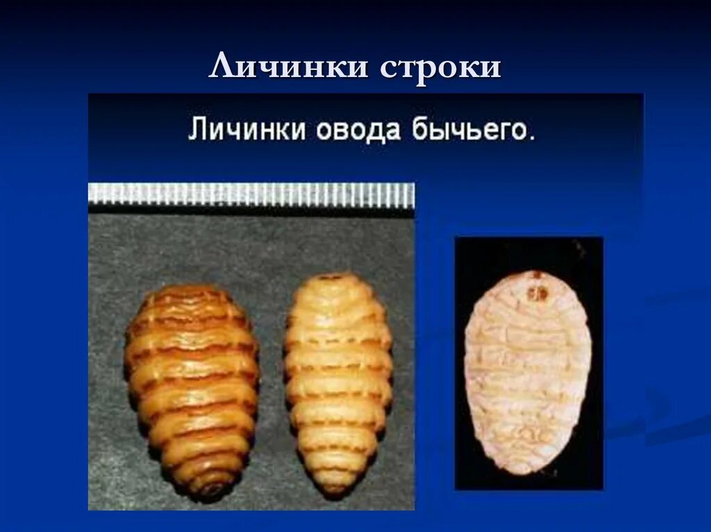Как меняется личинка. Личинки овода личинки овода. личинка овода под кожей человека.