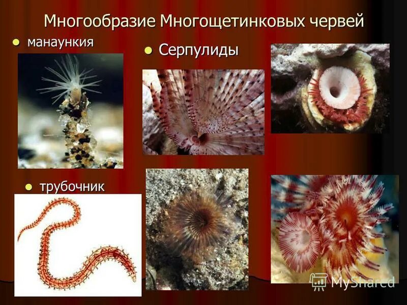 Кольчатые черви примеры животных названия. Многообразие многощетинковых червей. Тип кольчатые черви многощетинковые. Полихеты представители. Тип кольчатые черви класс многощетинковые черви.