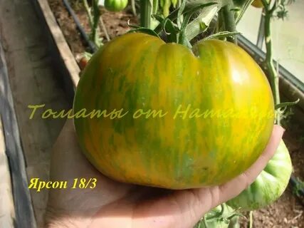 Томат ярсон