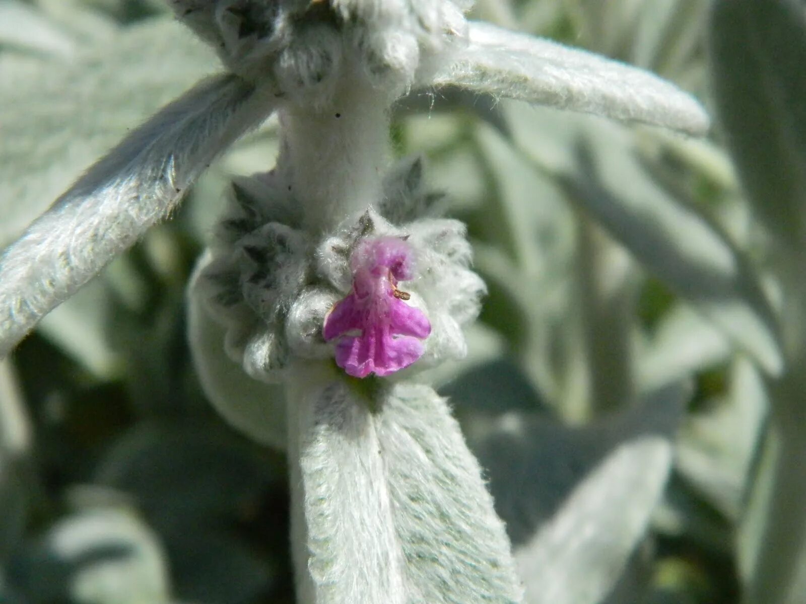 Стахис шерстистый (Ctachys lanata), чистец шерстистый, овечьи ушки, медвежьи ушк
