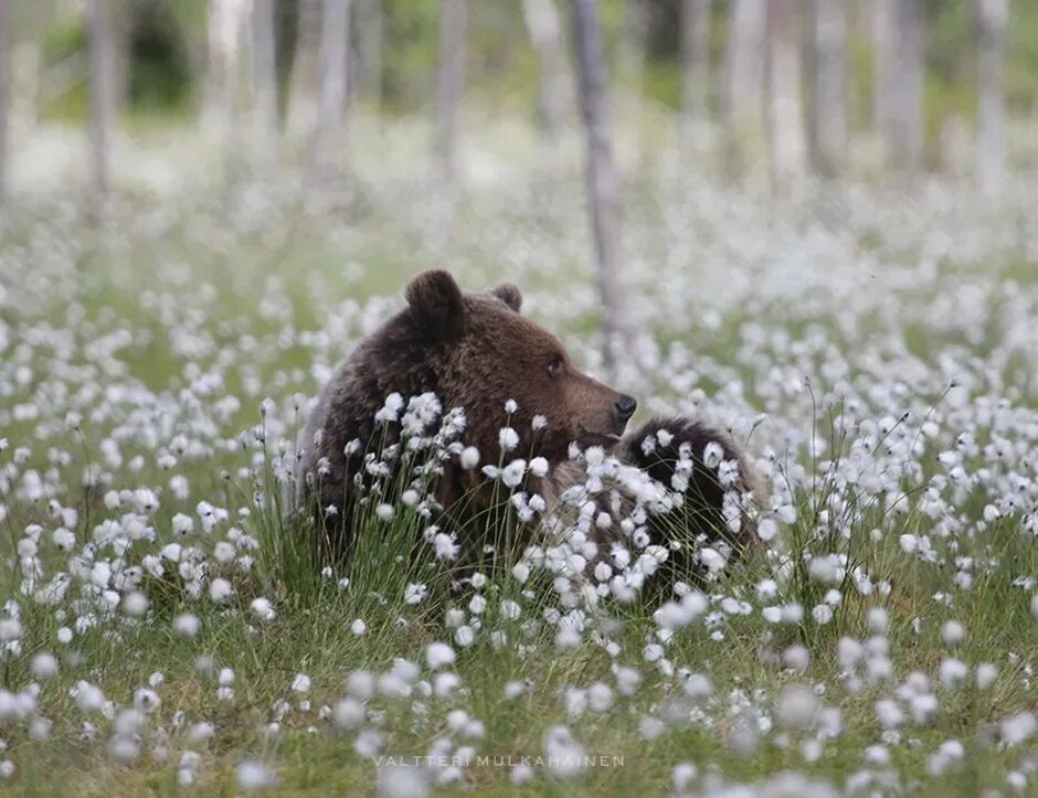 Медведь весной картинки. Медведь на Поляне. Весенний медведь. Медвежонок на Поляне. Медведь весной.