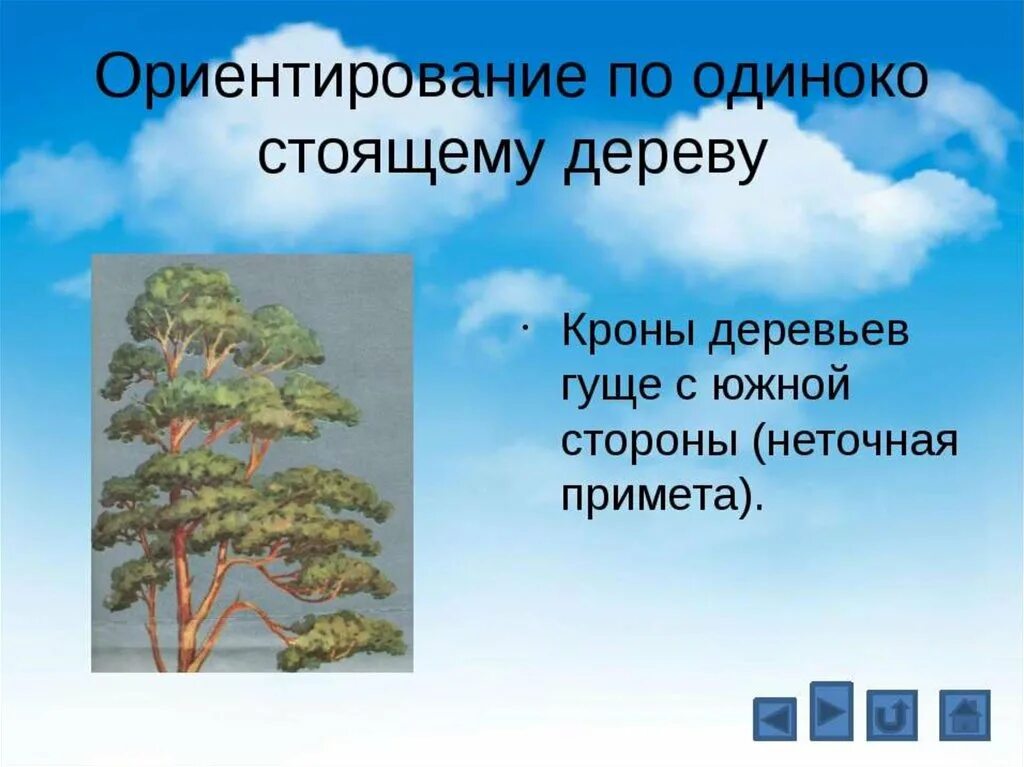 У отдельно стоящих деревьев ветви. Ориентирование по кроне деревьев. ориентироваться по дереву. ориентирование по веткам деревьев. ориентирование по одиноко стоящему дереву.