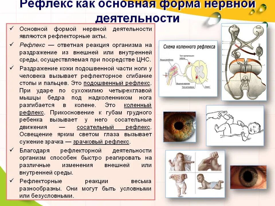 Ответная реакция ребенка. Рефлекс основная форма нервной деятельности человека. Рефлекс основная форма нервной деятельности. Рефлекторная форма деятельности нервной системы. Рефлекс основа нервной деятельности.