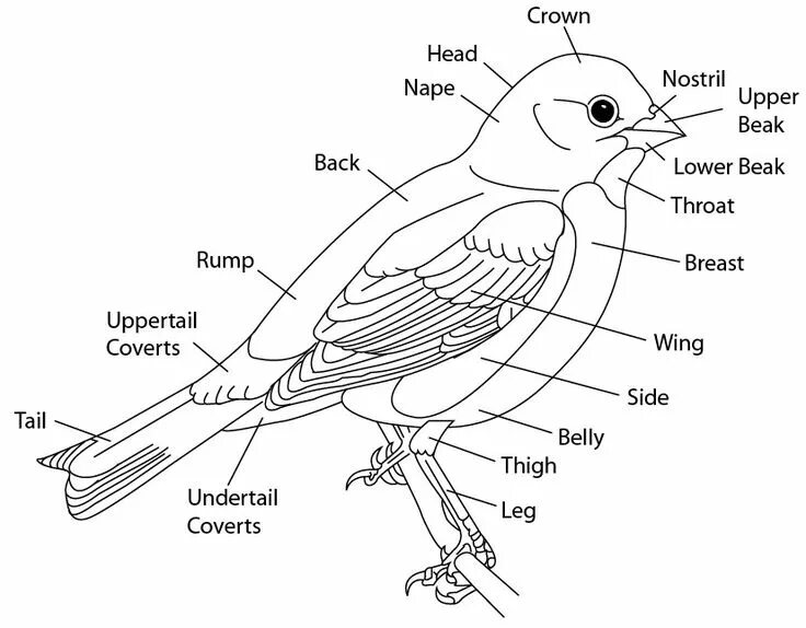 Birds 1 часть. Схема внешнего строения птицы. Внешнее строение птицы рисунок. Внешнее строение синцы. Нарисовать внешнее строение птицы.