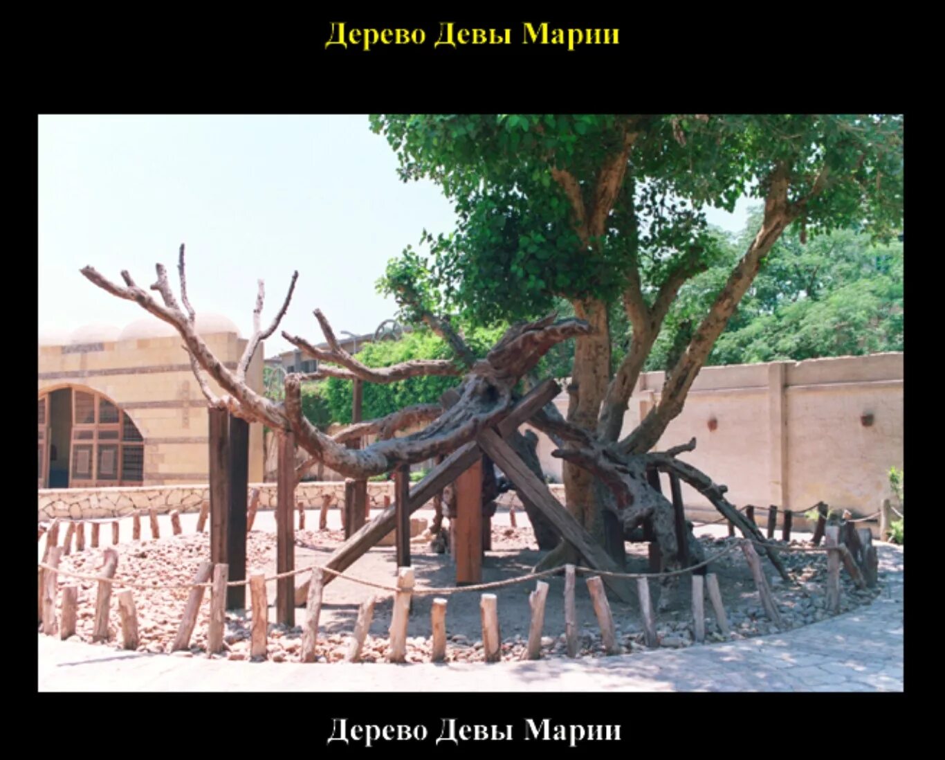 Дерево сикомора египет. Йаванна сильмариллион. Дриады гамадриады. Дерево девы марии в египте. Женщина дерево.