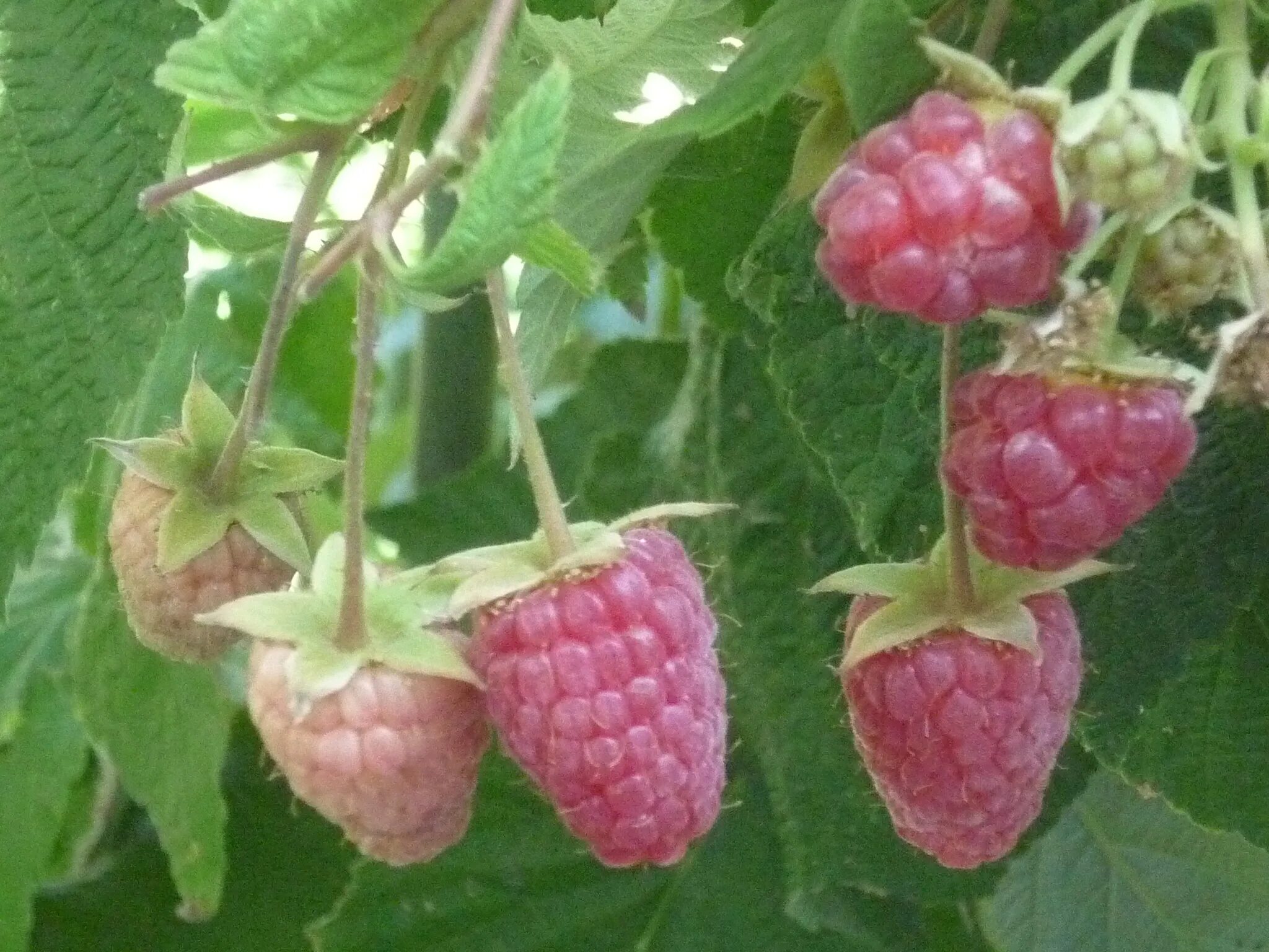 малина ремонтантная куст. малиновый растет. малина ремонтантная куст. 1 куст ремонтантной малины.