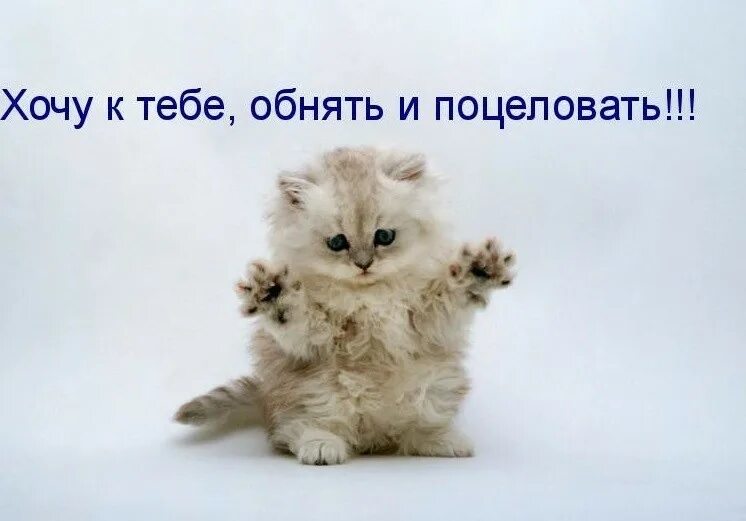 Мем с именем мага. Мы команда мем. Иди поздравляй. Дай обниму. Милые котики с днем рождения.