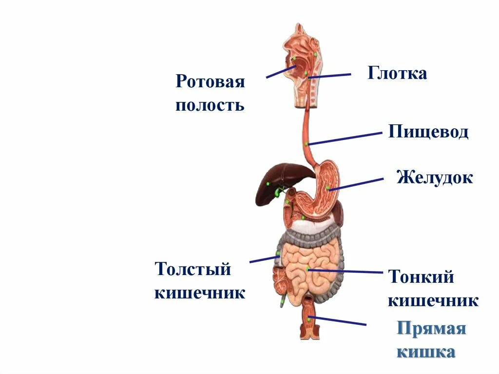 Пищеварение строение пищеварительной системы. Анатомическое строение пищеварительной системы человека. Общий план строения пищеварительной системы человека анатомия. Строение пищеварительной системы человека схема для детей.