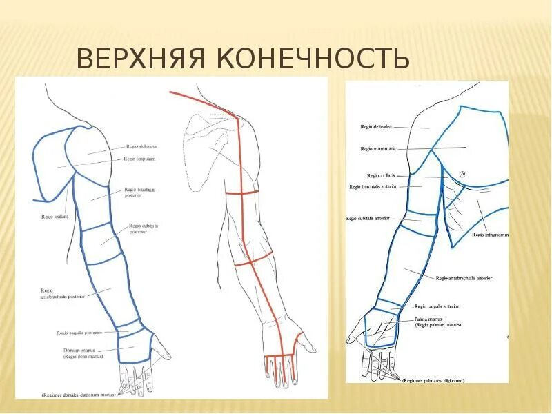 Предплечье конечности. Части руки человека. Зарисовки верхних конечностей. Области верхней конечности.