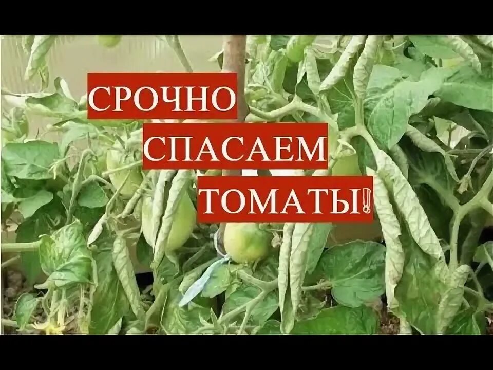 У томата нет точки роста что делать