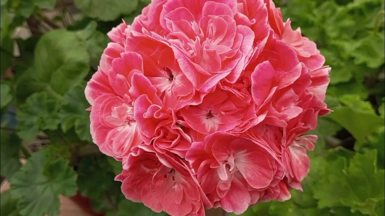 Pg za novis hanna пеларгония. Pelargongaragets hanna novis пеларгония. Novis hanna. Novis hanna. Ю менуэт пеларгония.