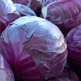 Капуста фиолетовая сорта