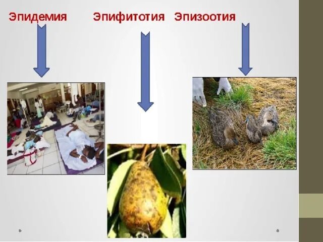 Эпидемии эпизоотии и эпифитотии 7 класс ОБЖ. Примеры эпизоотии и эпифитотии. Эпизоотии и эпифитотии сообщение. Меры борьбы против эпизоотии и эпифитотий