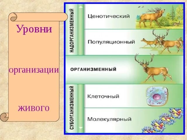 Укажите пример биоценотического уровня организации жизни Эскизы УРОВНИ ОРГАНИЗАЦИИ МАТЕРИИ БИОЦЕНОТИЧЕСКИЙ