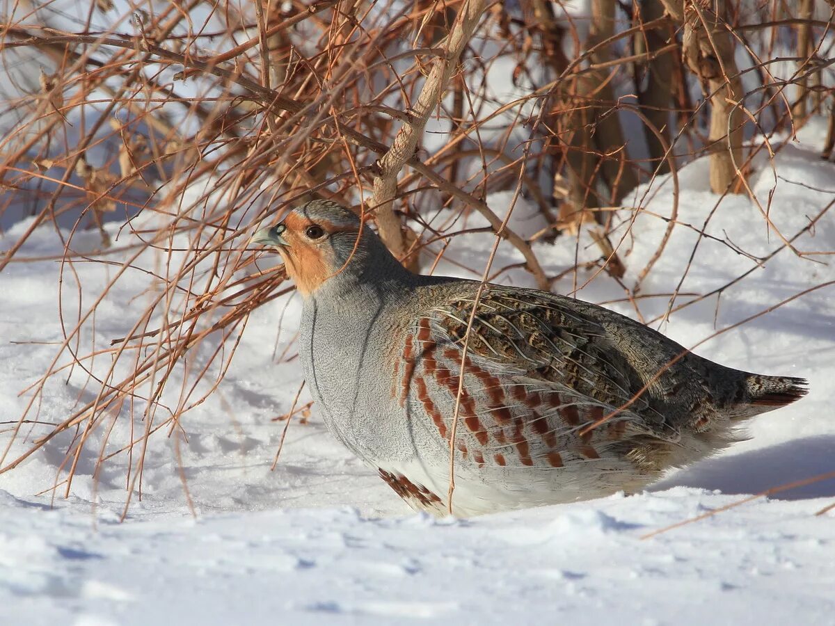 Серая куропатка (Perdix Perdix). Серая куропатка самка. Серая куропатка зимой.