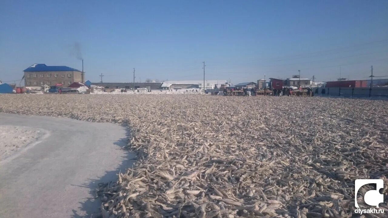 Поронайск рп 5. Г Поронайск Сахалинской области. Навага Ворошинка-сахарин. Остров Сахалин город Поронайск. Навага Поронайск.