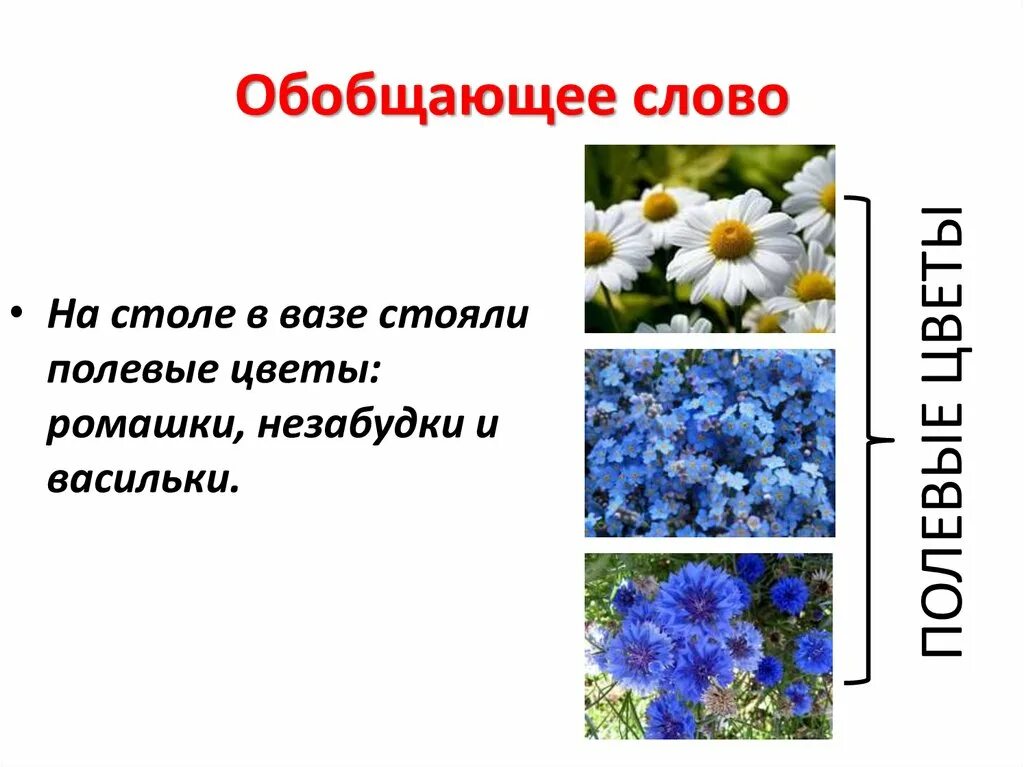 Полевые цветы названия. Цветы для предложения. Полевые цветы текст. Обобщающее слово цветы. Незабудка часть речи