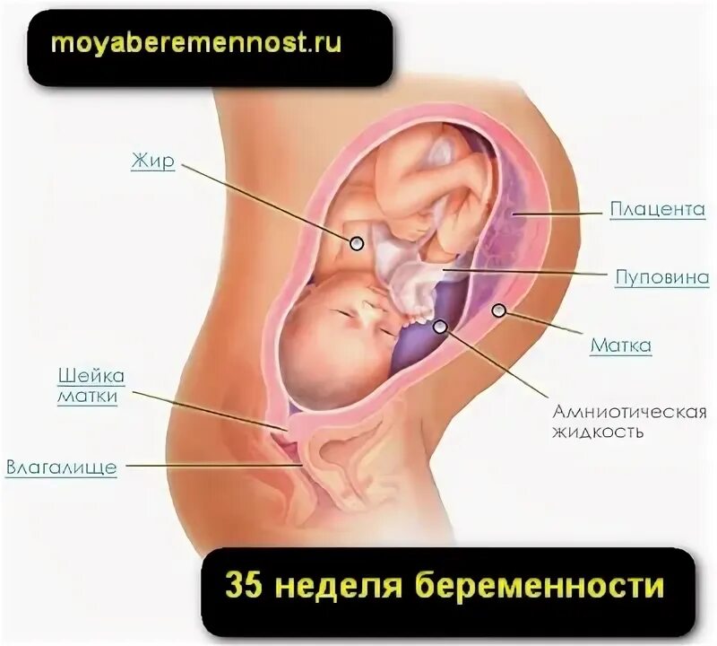 Размер ребенка на 35 неделе. Ож на 35 неделе. Расположение органов на 35 неделе беременности. 35 Неделя слабит. 35 неделя 2 дня