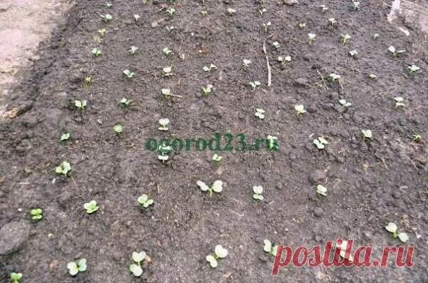 Посев редиса под зиму