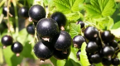 Смородина крупная сладкая