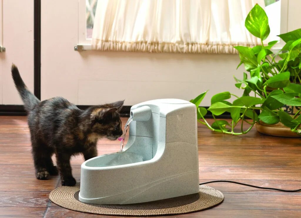 Как приучить котенка пить