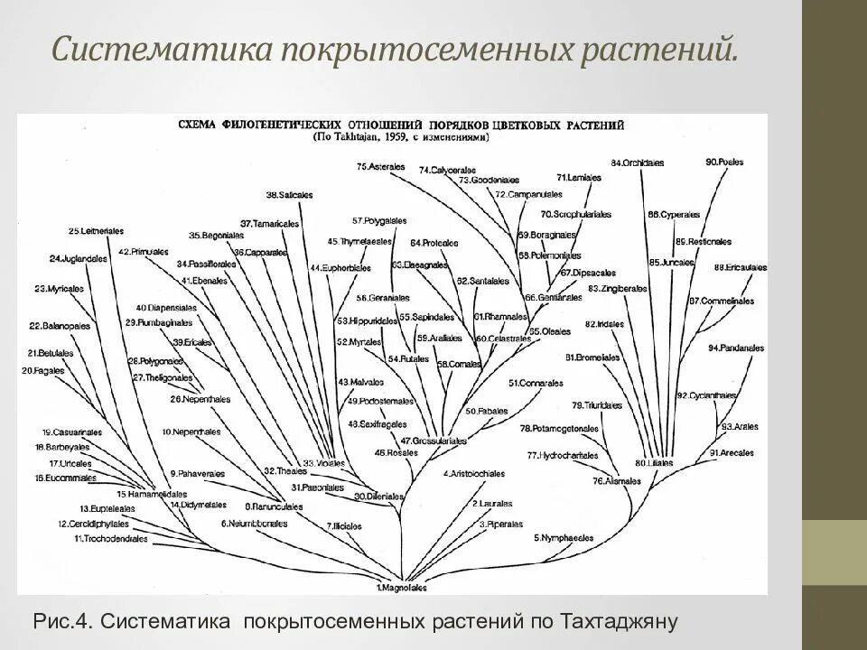 Усложнение организации покрытосеменных. Эволюционное Древо растений схема. Филогенетическое дерево Тахтаджяна. Систематика царства растений схема. Филогенетические схемы гибов.