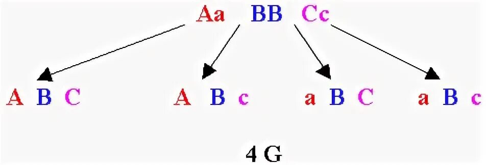 Сколько типов гамет образует aabbccdd. ААВВСС какие гаметы. Как посчитать типы гамет. Типы гамет ААВВСС. Генотипом aabbccdd?.