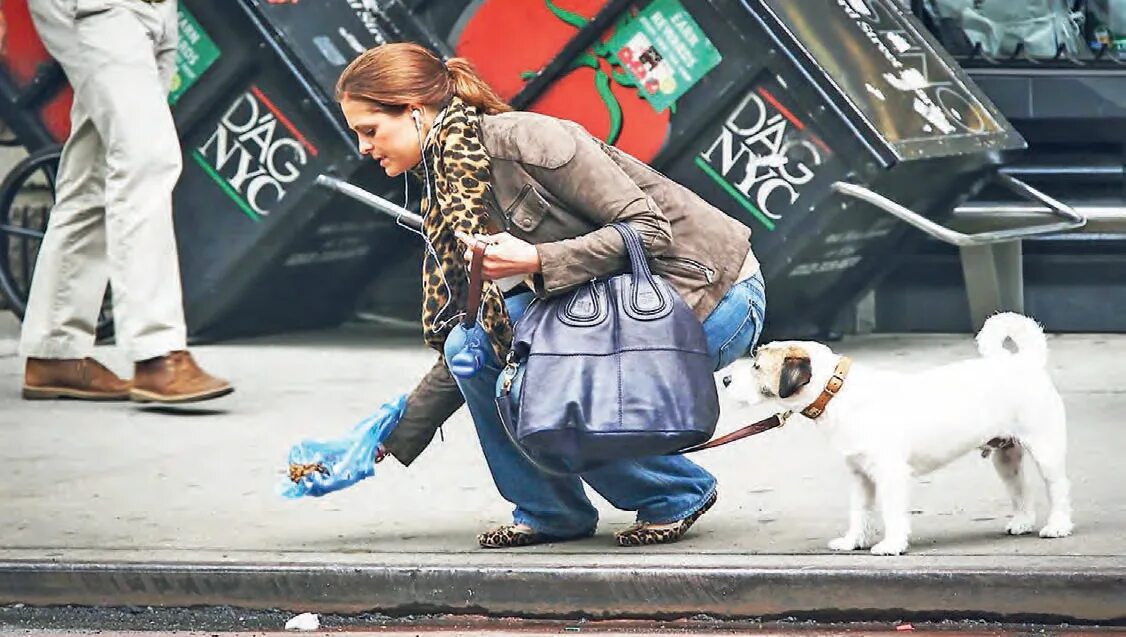 За собаками нужно убирать. Знаменитости на улице выгуливают собаку. Уборка за собаками на улице.