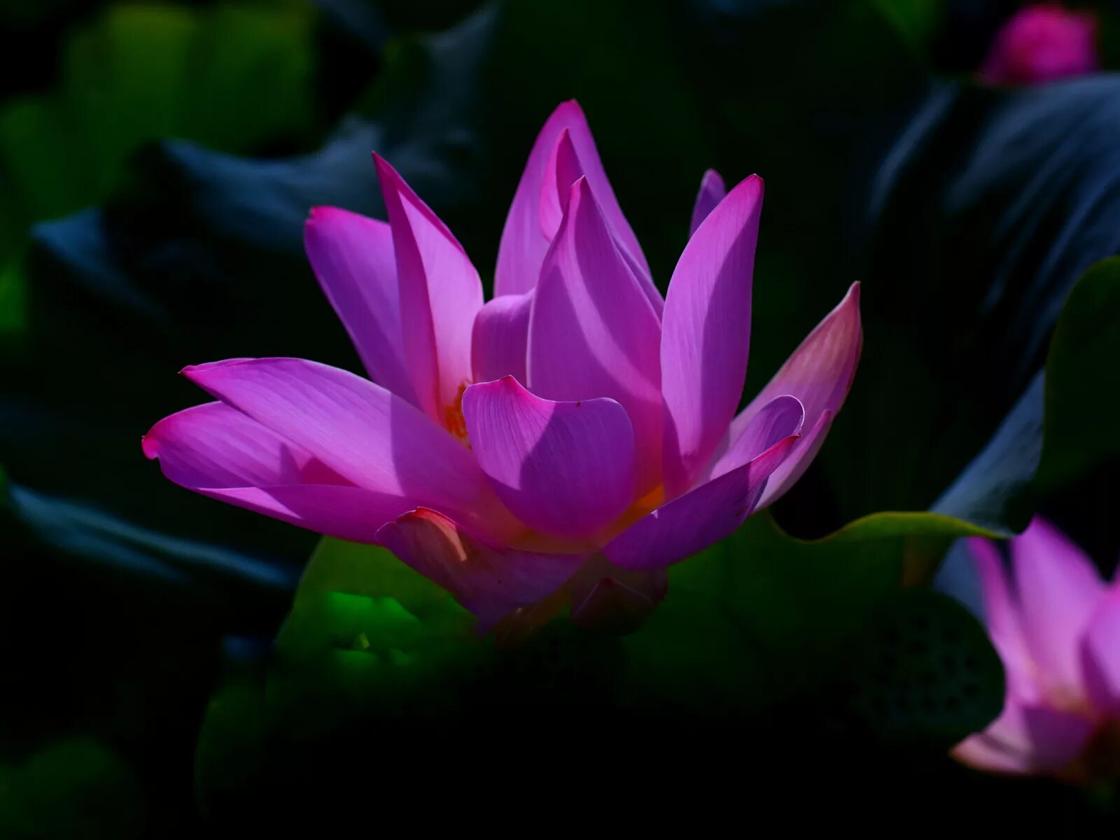 Лотос на черном фоне. Лотус фловер. Лотос волшебный цветок. Лотос телефон. Алмазный лотос.