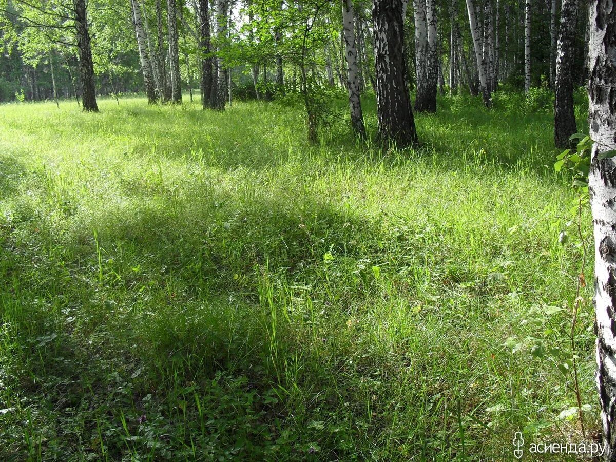 заросли кустарника. лесная полянка заросшие. локнянская поляна в псковской области. зарастающая поляна. зарастающая поляна.