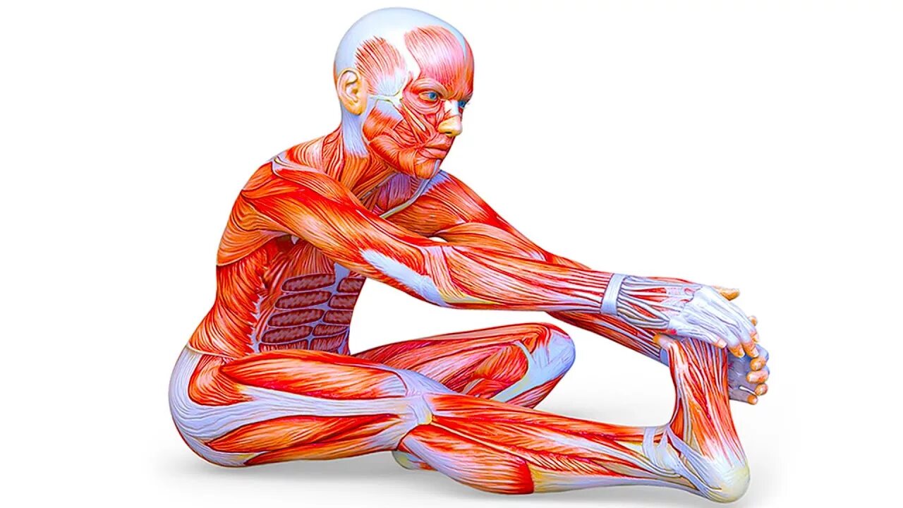 Связки тела. Мышцы. Мышечная координация. Пластичность мышц. Анатомия боли мышц.