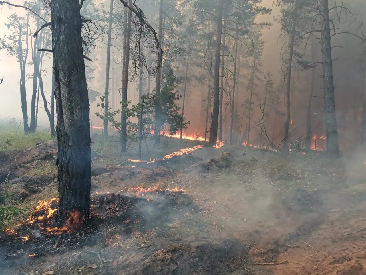 Пожар в Ульяновской области Майнский район. Пожар в лесу. Лес в огне. Лес после низового пожара. Сквозь лес и дым геншин