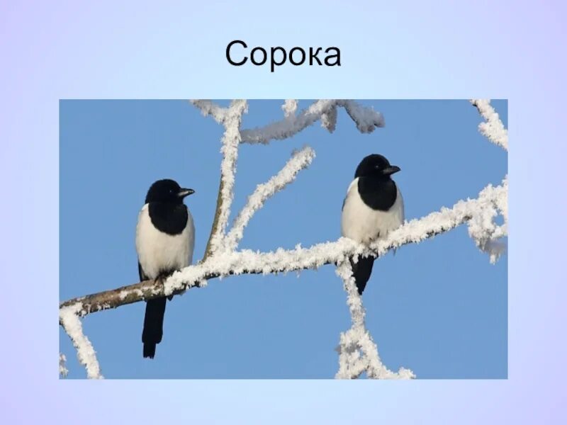 Пейзаж родной природы. Сорока край родной. Игорь прищепа березовая долина. Сорока край родной. Воробей, снегирь синица сорока ворона голубь.