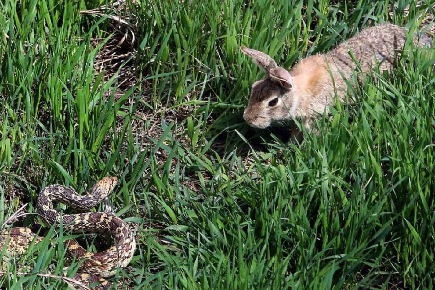 Rabbit snake 3. Rabbit snake 3