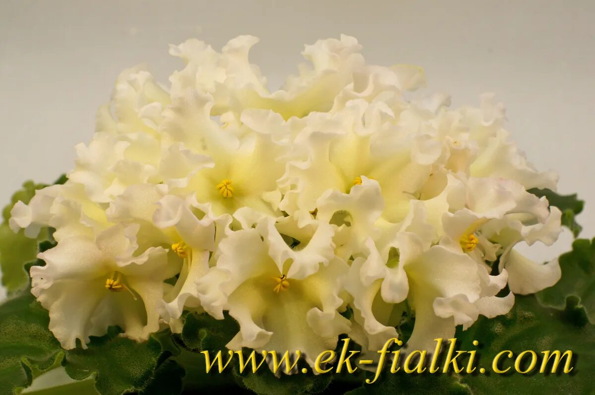 Фиалка ек лимонный зефир. Фиалка шедевр кондитера. Фиалка шедевр кондитера. Фиалка шедевр кондитера. Фиалка ек линджери.