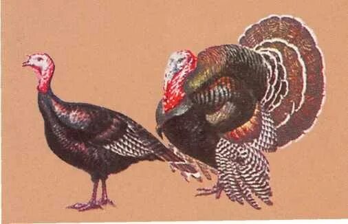 Индюк род. Сообщение о индюке. Индюк род. Индюк род. Индюк и индюшка.