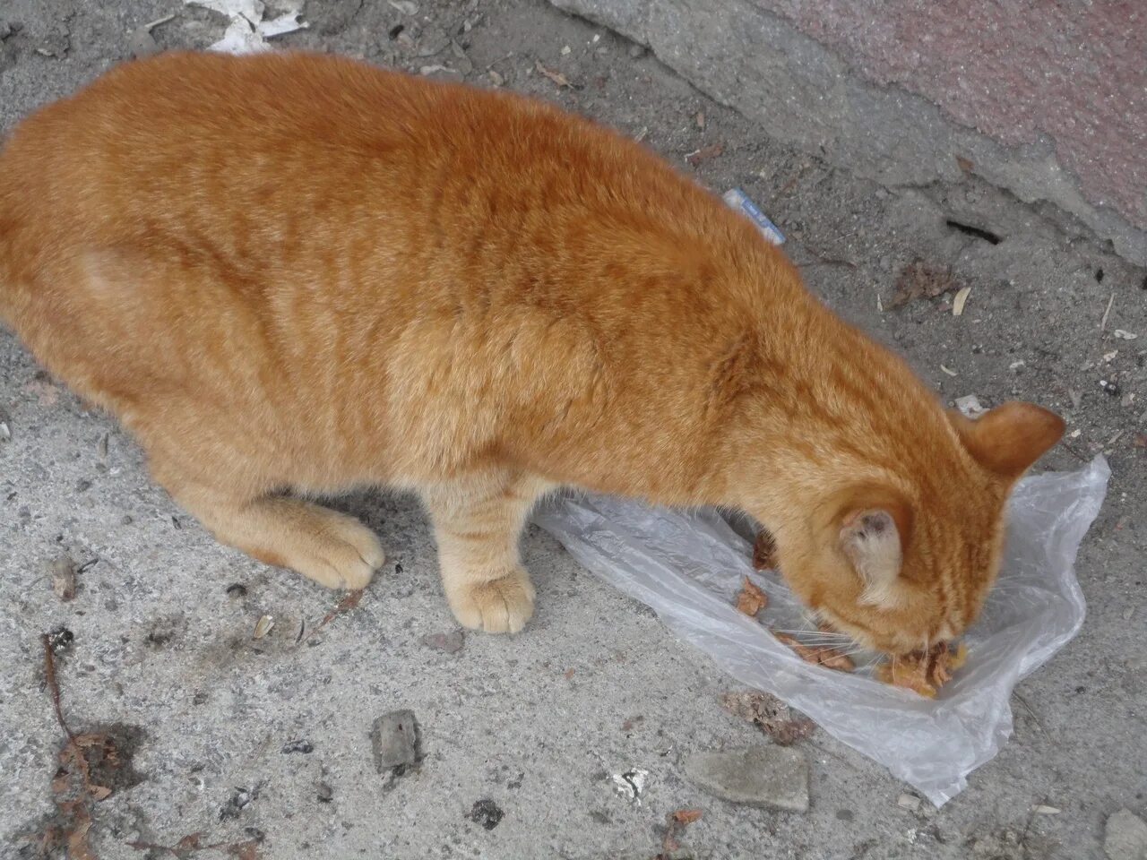 Где найти рыжего кота