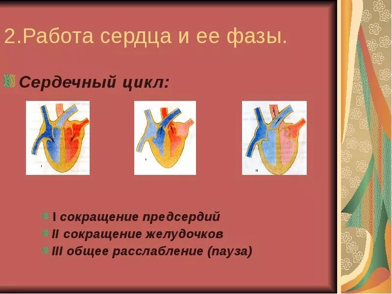 Изменения в работе сердца. Фазы работы сердца. работа сердца 8 класс. работа сердца сердечный цикл. сокращение желудочков сердца.