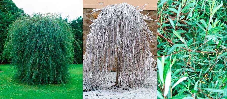 Ива пурпурная Пендула. Ива пурпурная Пендула - Salix purpurea pendula. Ива пурпурная 'pendula'Salix. Ива пурпурная Пендула (штамб).