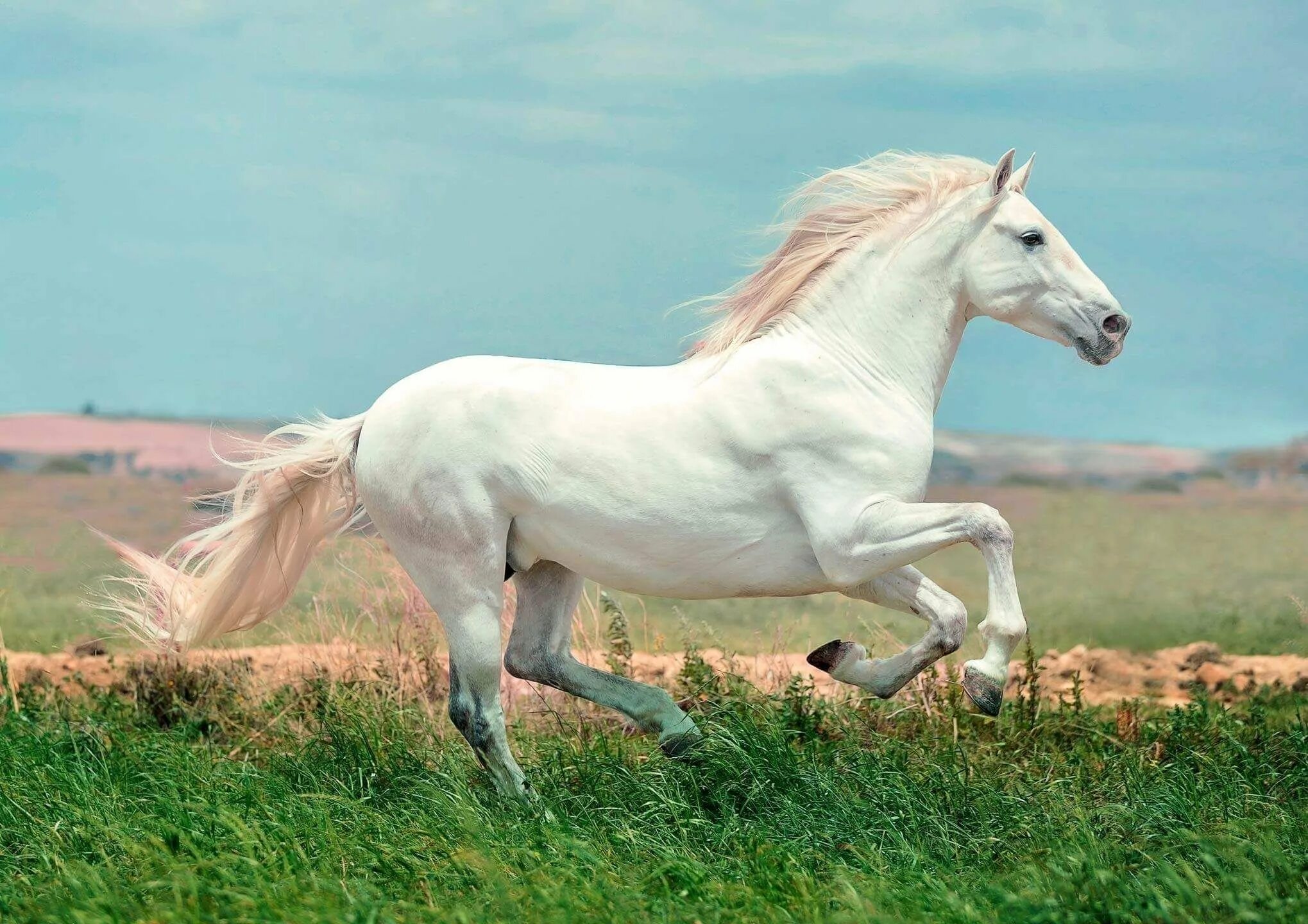 Белоснежные лошадки. Лошадь породы Мустанг. Липицианская порода лошадей. Лошадь породы Мустанг белый. Андалузская лошадь белая.