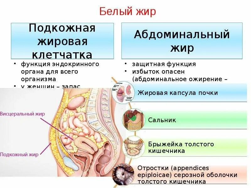 Белый жир функции. Белый жир и бурый жир в организме человека. белый жир строение. функции белого жира. бурый жир у человека.