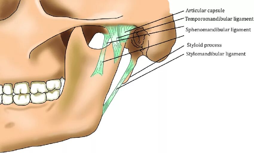 Мыщелок челюсти. Биламинарная зона ВНЧС. Суставная ямка височно-нижнечелюстного сустава. Нижнечелюстная ямка ВНЧС. Внутрикапсульные связки височно-нижнечелюстного сустава.