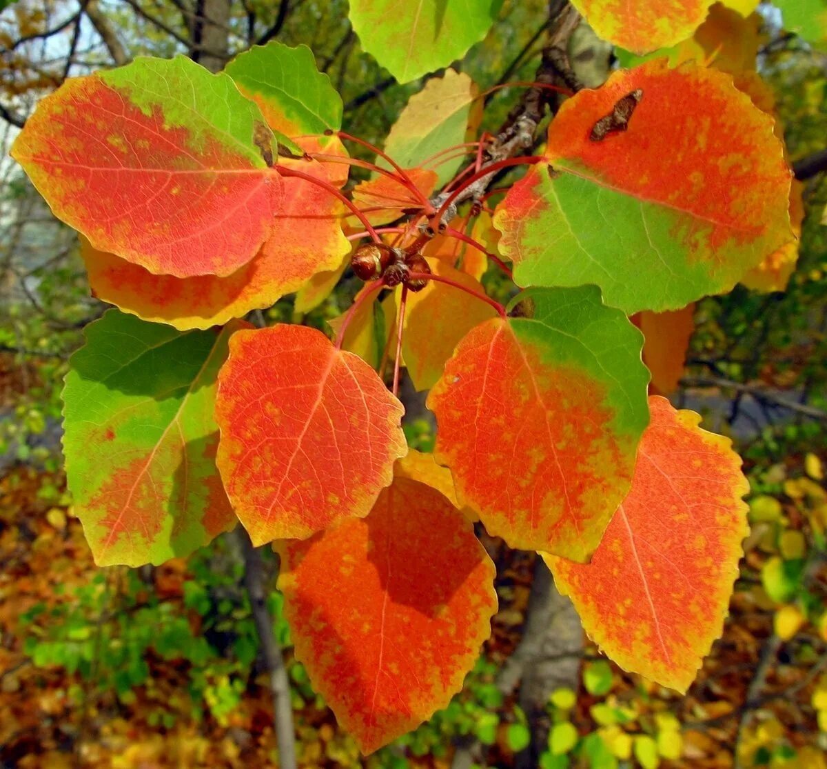 Листья осины осенью. Осина Populus tremula листья. Осина осенью. Осина осень семена. Осинка листья осенью
