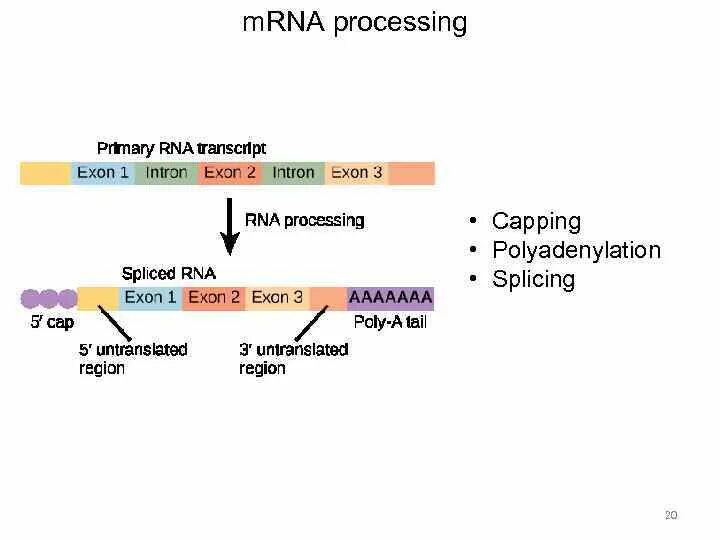 Процессинг РНК этапы. Процессинг и сплайсинг РНК. Посттранскрипционный процессинг РНК.