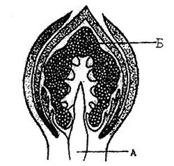 Структурные элементы почки человека. Обозначить структурные элементы почки. Какие части почки обозначены цифрами. Строение почки растения. Какая структура изображена на рисунке.