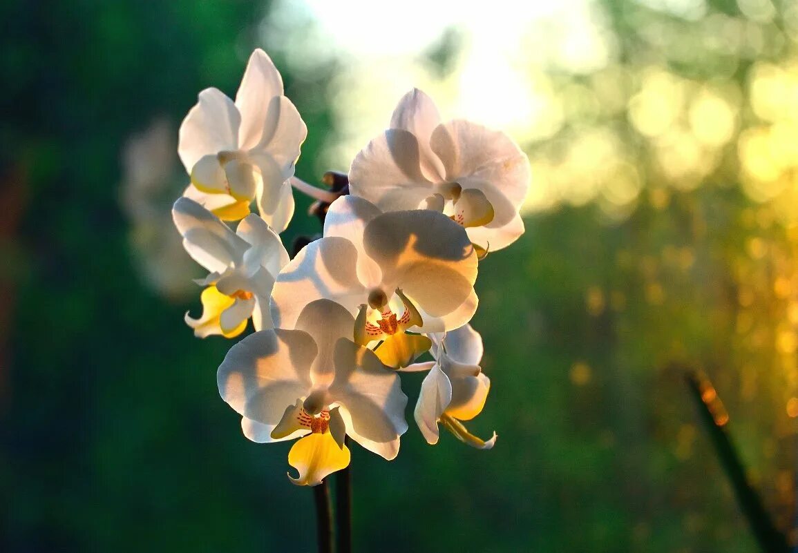 Скинь цветок. Орхидея фаленопсис Замбези. Орхидея фаленопсис Lausanne. Орхидея фаленопсис Ямайка. Фаленопсис Магнолия.