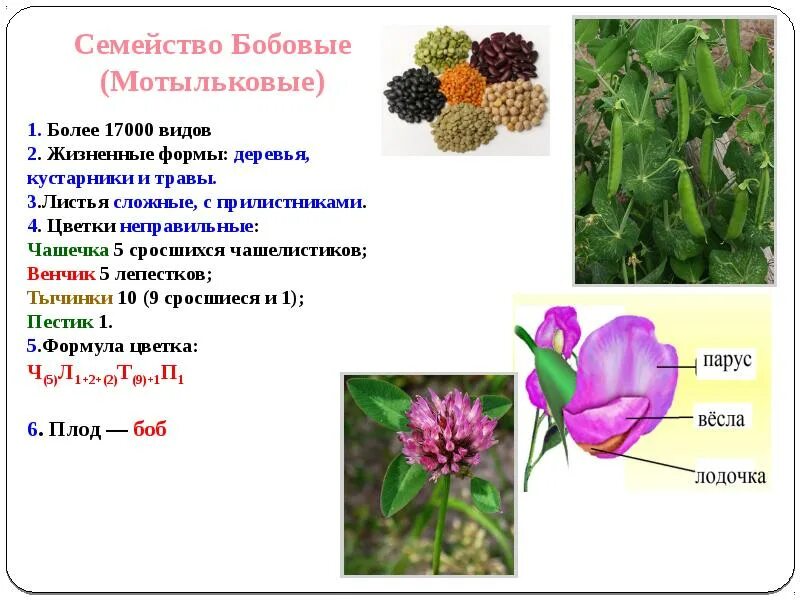 Название растения формула цветка тип плода