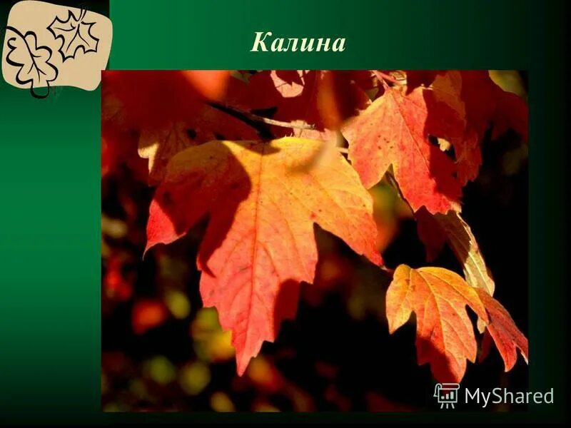 деревья и кустарники осенью 2 класс окружающий. деревья и кустарники осенью 2 класс перспектива презентация. деревья и кустарники осенью окружающий мир. деревья и кустарники осенью 2 класс презентация. презентация деревья и кустарники осенью.