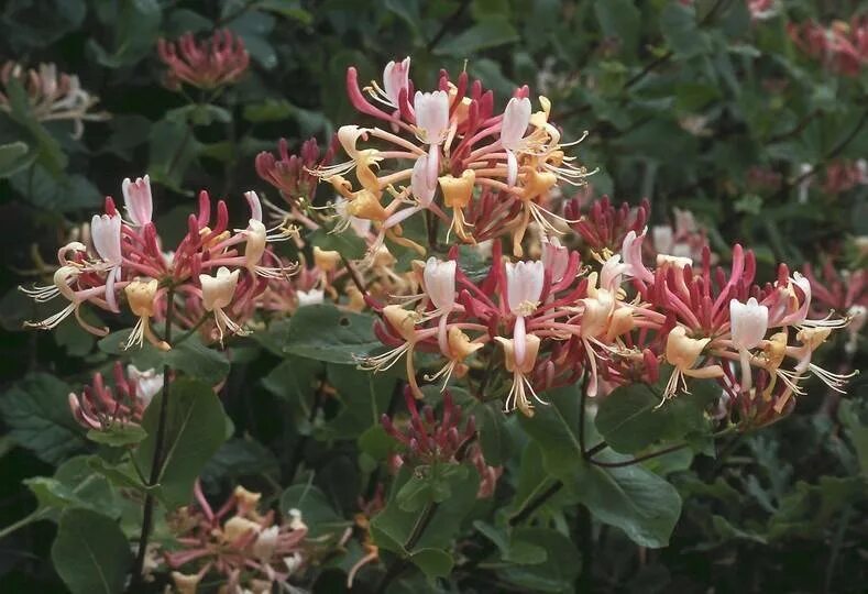 Жимолость каприфоль посадка и уход. Жимолость каприфоль (lonicera caprifolium). жимолость вьющаяся каприфоль. жимолость серотина. жимолость приморская serotina.