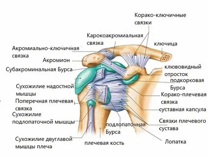 Строение плечевого сустава человека связки и сухожилия